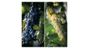 logo Vinos Aborigen